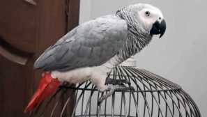 Как е научил папагалтът